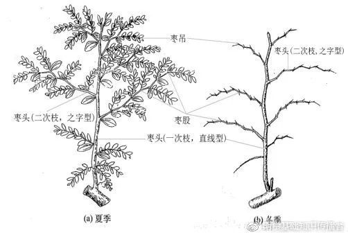 证监会近日批准郑州商品交易所开展红枣期货交易-期货专业知识